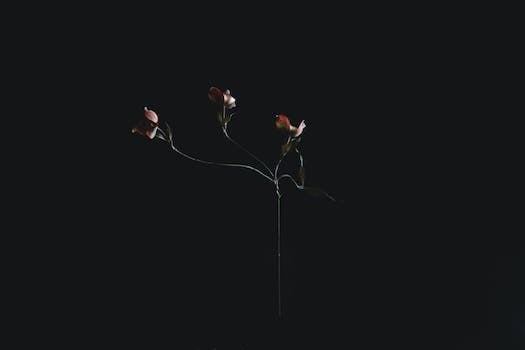 Best dog food for Affenpinscher breed